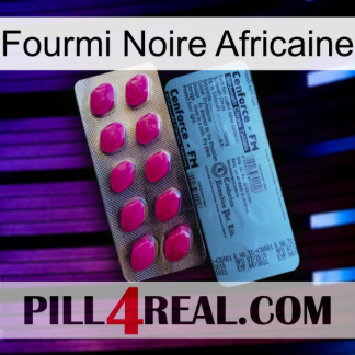 African Black Ant 35